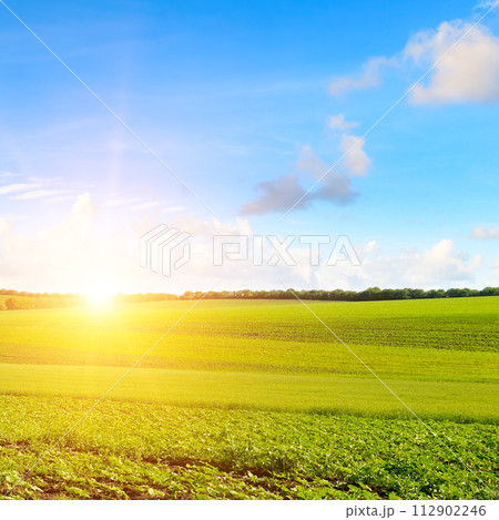 Young shoots of sunflowers on the farm field and sunrise. Young shoots of sunflowers on the farm field and sunrise. 112902246