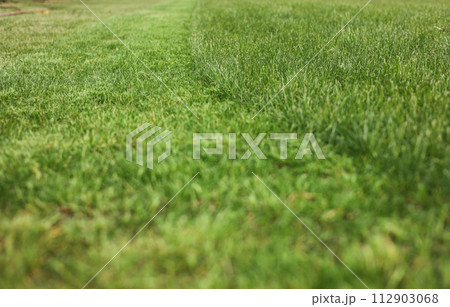 Close up of natural freshly cut bright green lawn grass, various sizes, backyard in spring. Gardening season work. Professional lawn care service. Natural grass texture background 112903068