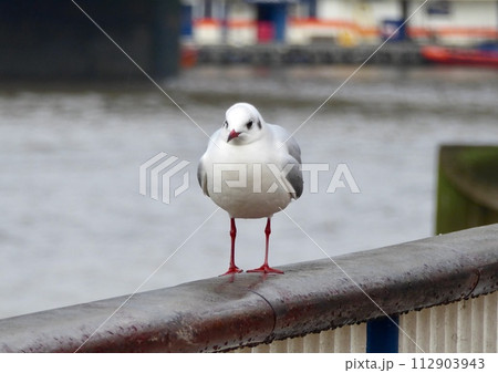 Mediterranean gull along the Thames Mediterranean gull along the Thames 112903943