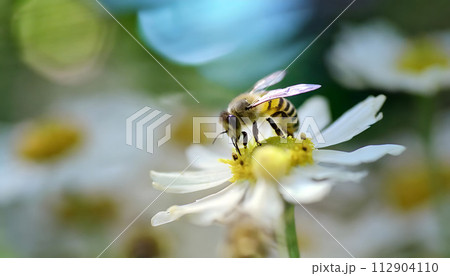 Bee Sitting on Top of a White Flower. Generative AI 112904110