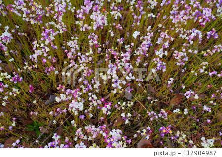 リナリアの花 リナリアの花 112904987