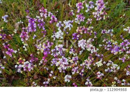 リナリアの花 112904988