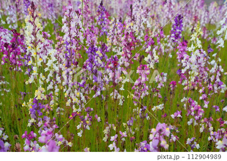 リナリアの花 112904989
