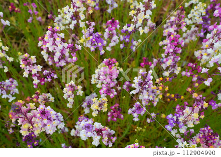 リナリアの花 リナリアの花 112904990