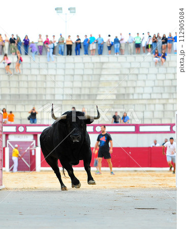 fighting bull in spain in the bullring fighting bull in spain in the bullring 112905084
