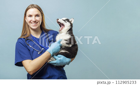 Female veterinarian holding yawning Siberian Husky puppy on a blue background 112905233