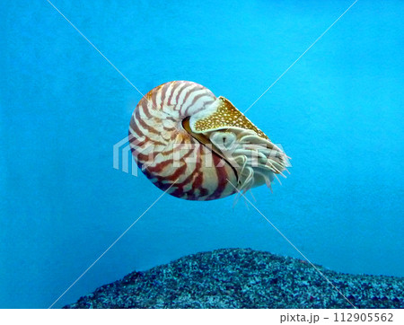 生きた化石と言われるオオムガイ。泳ぐオオムガイの写真 112905562