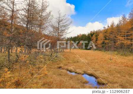 秋の入笠山の紅葉の風景 ( 大阿原湿原 / 10月 ) 112906287
