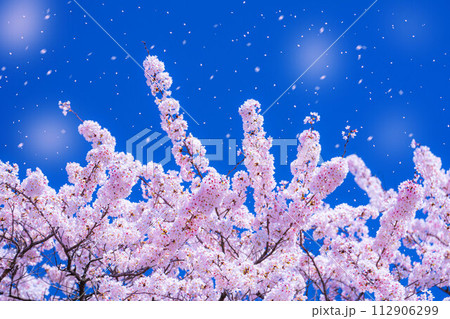 【桜吹雪素材】桜と青空と桜吹雪イメージ【長野県】 112906299