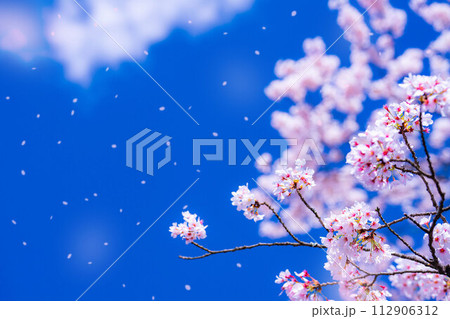 【桜吹雪素材】桜と青空と桜吹雪イメージ【長野県】 112906312