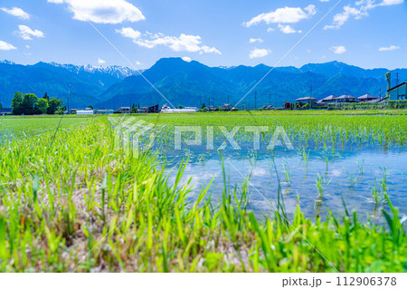 【初夏素材】安曇野市の水田と水鏡【長野県】 112906378