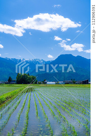 【初夏素材】安曇野市の水田と水鏡【長野県】 【初夏素材】安曇野市の水田と水鏡【長野県】 112906391