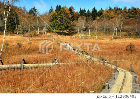 秋の入笠山の紅葉の風景 ( 入笠湿原 / 10月 ) 112906405