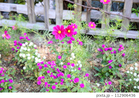 コスモスの花 112906436