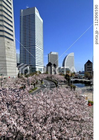 みなとみらいの満開の桜 ( 神奈川県 横浜市 ) みなとみらいの満開の桜 ( 神奈川県 横浜市 ) 112906590