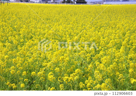 福岡県古賀市の筵内菜の花公園 福岡県古賀市の筵内菜の花公園 112906603