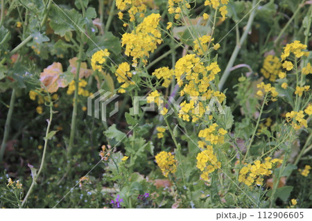 福岡県古賀市の筵内菜の花公園 福岡県古賀市の筵内菜の花公園 112906605