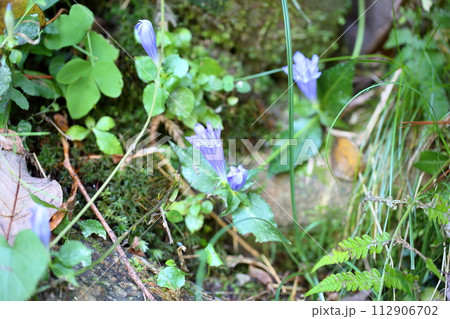 アサマリンドウの花 112906702