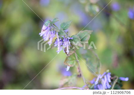 アキチョウジの花 アキチョウジの花 112906706