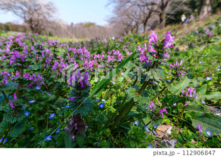 満開の花畑 満開の花畑 112906847