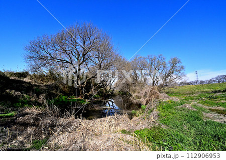 沼とアカメヤナギの巨木とが作り出す典型的な平野の河川敷の姿の名残 112906953