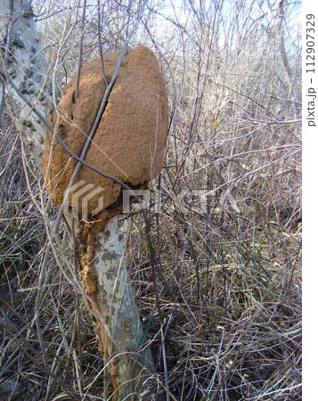 termite mound in tree in caatinga vegetation 112907329