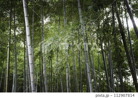 日差しが差し込む静かな竹林 112907814