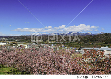 河津桜の丘から赤城山 112907837