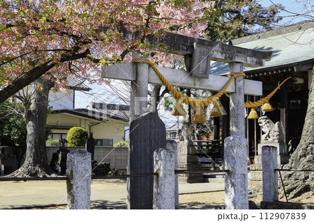 桜咲く小さな神社 112907839