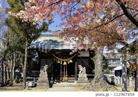 カワヅザクラ咲く鏡神社 カワヅザクラ咲く鏡神社 112907856