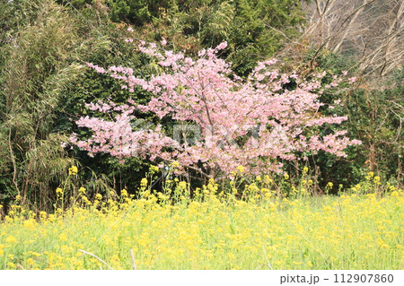 菜の花畑に咲く桜 菜の花畑に咲く桜 112907860