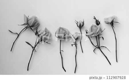 白背景にモノクロのバラの花びら、レトロ調の薔薇の花のフレーム、レトロ風なミニばらの背景 白背景にモノクロのバラの花びら、レトロ調の薔薇の花のフレーム、レトロ風なミニばらの背景 112907928