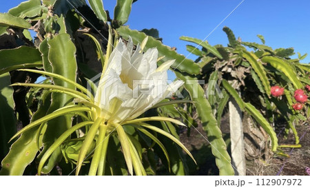 ドラゴンフルーツの花 112907972
