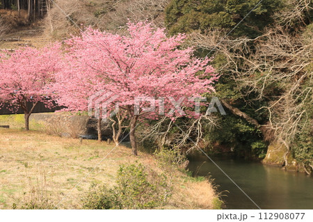 春の訪れを告げる河津桜 112908077