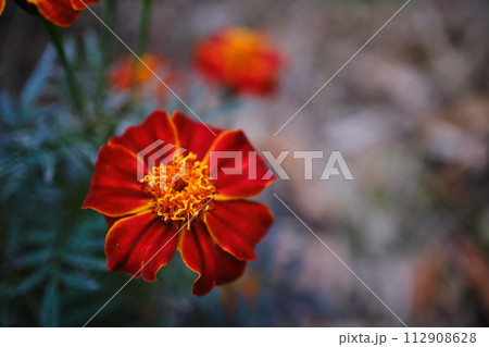 赤いクジャクソウの花びら 112908628