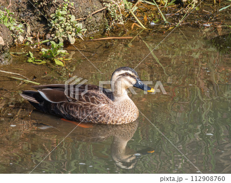 用水路のカルガモ 112908760