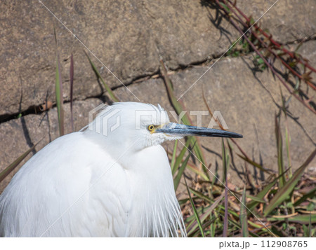 シラサギ（コサギ） 112908765