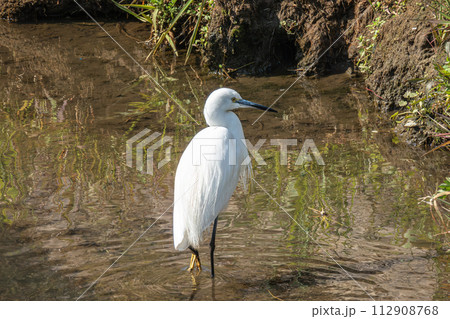 用水路のシラサギ（コサギ） 112908768