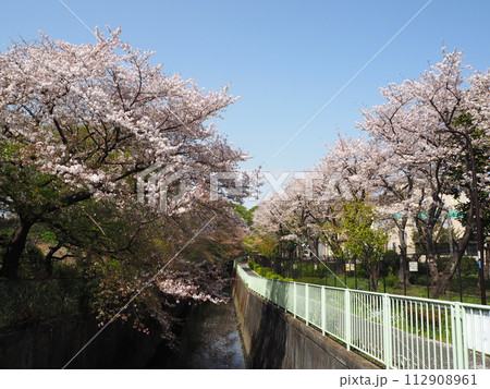 富士見ヶ丘車庫の裏手に広がる神田川沿いの満開の桜並木 112908961