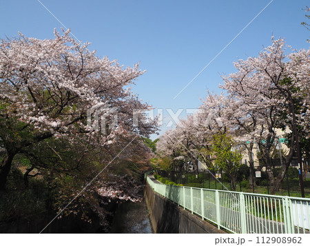 富士見ヶ丘車庫の裏手に広がる神田川沿いの満開の桜並木 112908962