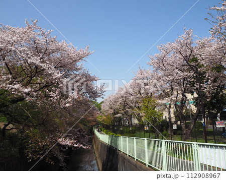 富士見ヶ丘車庫の裏手に広がる神田川沿いの満開の桜並木 富士見ヶ丘車庫の裏手に広がる神田川沿いの満開の桜並木 112908967