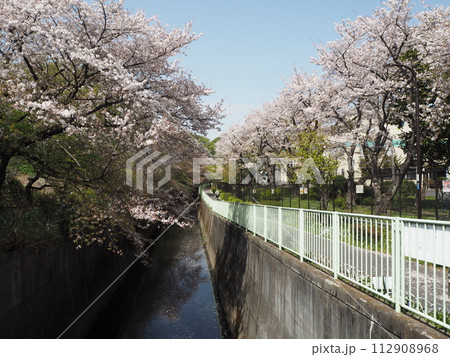 富士見ヶ丘車庫の裏手に広がる神田川沿いの満開の桜並木 112908968