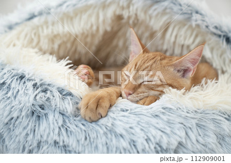 ベッドで眠る茶トラの仔猫 ベッドで眠る茶トラの仔猫 112909001