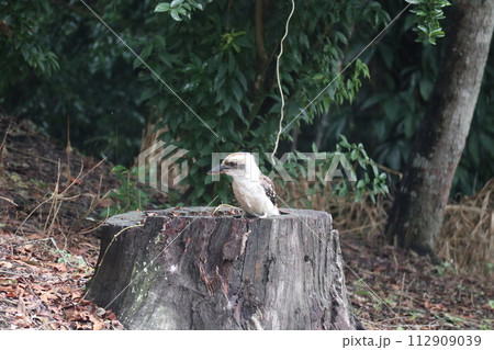 Kookaburra　ワライカワセミ 112909039