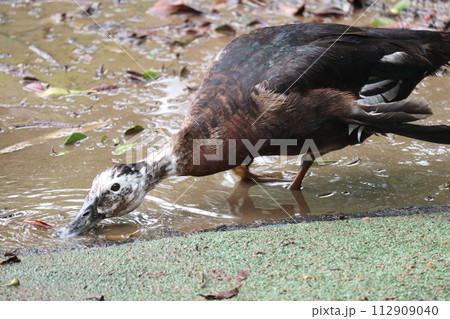 水を飲むカモ 112909040