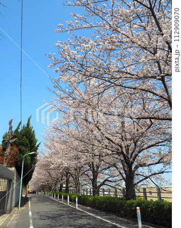 田園調布駅近くの東急東横線線路沿いの桜並木 田園調布駅近くの東急東横線線路沿いの桜並木 112909070