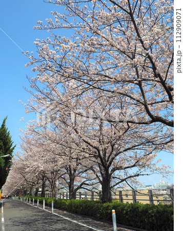 田園調布駅近くの東急東横線線路沿いの桜並木 田園調布駅近くの東急東横線線路沿いの桜並木 112909071
