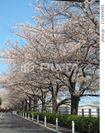 田園調布駅近くの東急東横線線路沿いの桜並木 112909085