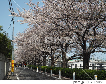 田園調布駅近くの東急東横線線路沿いの桜並木 田園調布駅近くの東急東横線線路沿いの桜並木 112909089