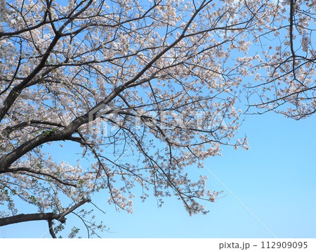 田園調布駅近くの東急東横線線路沿いの桜並木 田園調布駅近くの東急東横線線路沿いの桜並木 112909095